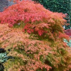 Green Weeping Japanese Maple Tree | Acer Palmatum 'Dissectum' -Roots Plants ORN0197 3