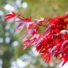 Red Japanese Maple Tree | Acer Palmatum 'Fireglow' -Roots Plants ORN0198 1