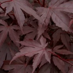 Red Japanese Maple Tree | Acer Palmatum 'Fireglow' -Roots Plants ORN0198 3