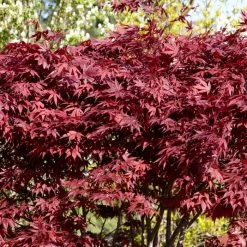 Red Japanese Maple Tree | Acer Palmatum 'Fireglow' -Roots Plants ORN0198 4