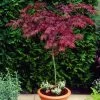 Red Weeping Japanese Maple Tree | Acer Palmatum 'Garnet' -Roots Plants ORN0200 1