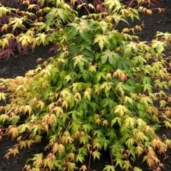 Japanese Maple Tree | Acer Palmatum 'Katsura' -Roots Plants ORN0202 2