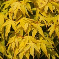 Japanese Maple Tree | Acer Palmatum 'Katsura' -Roots Plants ORN0202 4