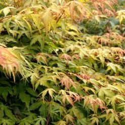Japanese Maple Tree | Acer Palmatum 'Katsura' -Roots Plants ORN0202 6