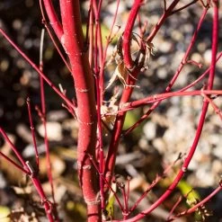 Coral Bark Japanese Maple Tree | Acer Palmatum 'Sangokaku' -Roots Plants ORN0204 6