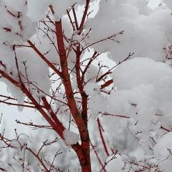 Coral Bark Japanese Maple Tree | Acer Palmatum 'Sangokaku' -Roots Plants ORN0204 8