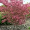 Variegated Japanese Maple Tree | Acer Palmatum 'Shirazz' -Roots Plants ORN0206 1