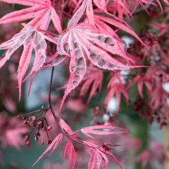 Variegated Japanese Maple Tree | Acer Palmatum 'Shirazz' -Roots Plants ORN0206 4