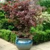 Purple Japanese Maple Tree | Acer Palmatum 'Atropurpureum' -Roots Plants ORN0207 1