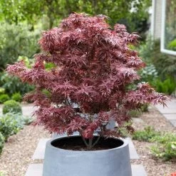 Purple Japanese Maple Tree | Acer Palmatum 'Atropurpureum' -Roots Plants ORN0207 3