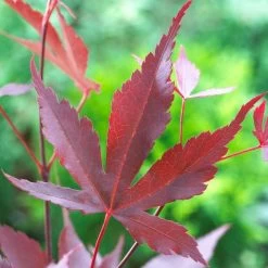 Purple Japanese Maple Tree | Acer Palmatum 'Atropurpureum' -Roots Plants ORN0207 5