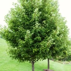 Canadian Red Maple Tree | Acer Rubrum -Roots Plants ORN0212 1