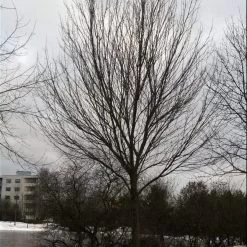 Canadian Red Maple Tree | Acer Rubrum -Roots Plants ORN0212 3