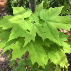 Canadian Red Maple Tree | Acer Rubrum -Roots Plants ORN0212 4