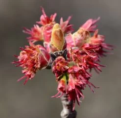 Canadian Red Maple Tree | Acer Rubrum -Roots Plants ORN0212 7