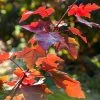 Canadian Red Maple Tree | Acer Rubrum 'Fairview Flame' 1 Canadian Red Maple Tree | Acer Rubrum 'Fairview Flame' -Roots Plants ORN0213 1