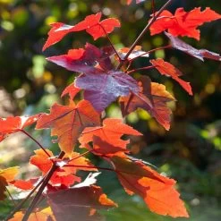 Canadian Red Maple Tree | Acer Rubrum 'Fairview Flame'
