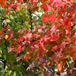 Canadian Red Maple Tree | Acer Rubrum 'Fairview Flame' -Roots Plants ORN0213 3