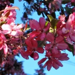 'Profusion Improved' Crabapple Tree | Malus Moerlandsii -Roots Plants ORN0216 3