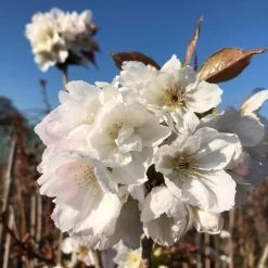 Fragrant Cloud' Cherry Blossom Tree | Prunus 'Matsumae-shizuka' -Roots Plants ORN0232 8