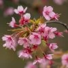 'Kursar' Dwarf Cherry Blossom Tree 2 'Kursar' Dwarf Cherry Blossom Tree -Roots Plants ORN0234 1