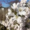 Pandora' Cherry Blossom Tree | Prunus Padus -Roots Plants ORN0236 1