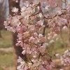 'Pink Shell' Cherry Blossom Tree | Prunus × Yedoensis -Roots Plants ORN0238 8