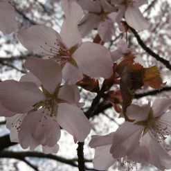 Sargent's Cherry Blossom Tree | Prunus Sargentii -Roots Plants ORN0240 4