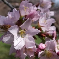 Sargent's Cherry Blossom Tree | Prunus Sargentii -Roots Plants ORN0240 5