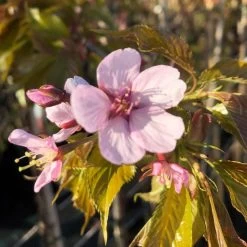 Sargent's Cherry Blossom Tree | Prunus Sargentii -Roots Plants ORN0240 8