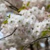 'Mount Fuji' Cherry Blossom Tree | Prunus Serrulata 'Shirotae' -Roots Plants ORN0242 1