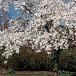 'Mount Fuji' Cherry Blossom Tree | Prunus Serrulata 'Shirotae' -Roots Plants ORN0242 8