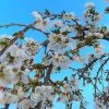 Dwarf White Weeping Cherry Blossom Tree | Prunus 'Snow Showers' -Roots Plants ORN0244 1