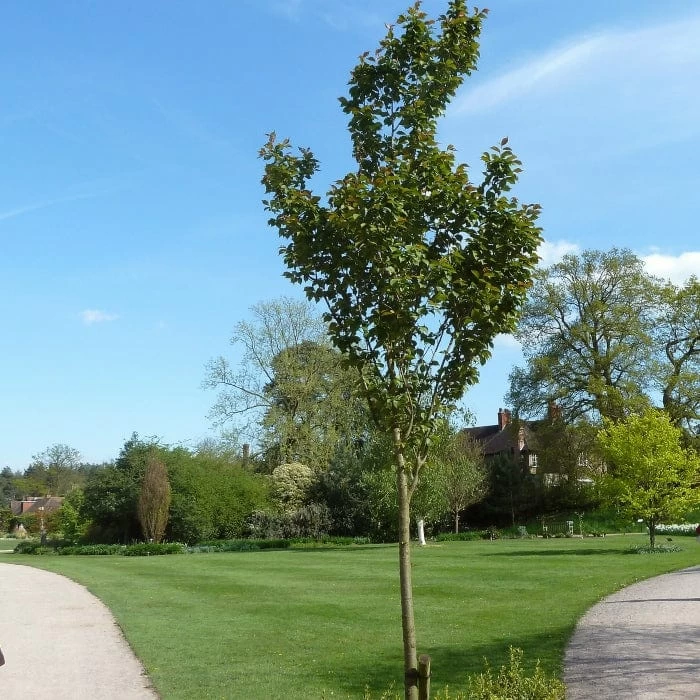 White Columnar Cherry Blossom Tree | Prunus 'Spire' 4 White Columnar Cherry Blossom Tree | Prunus 'Spire' - Image 2