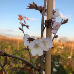 White Columnar Cherry Blossom Tree | Prunus 'Spire' 8 White Columnar Cherry Blossom Tree | Prunus 'Spire' -Roots Plants ORN0246 8