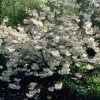 White Weeping Cherry Blossom Tree | Prunus Yedoensis 'Shidare Yoshino' -Roots Plants ORN0253 1