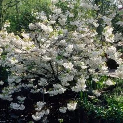 White Weeping Cherry Blossom Tree | Prunus Yedoensis 'Shidare Yoshino'