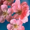 Early Flowering Cherry Blossom Tree | Prunus Persicoides 'Spring Glow' -Roots Plants ORN0256 1