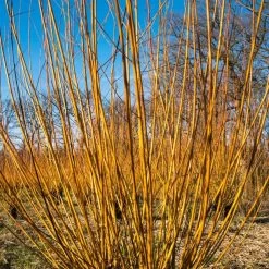 Scarlet Willow Tree | Salix Alba 'Chermesina' -Roots Plants ORN0258 3