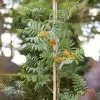 Copper Kettle' Rowan Tree | Sorbus 2 Copper Kettle' Rowan Tree | Sorbus -Roots Plants ORN0267 1 ba10b4a0 05df 47ee 98c5 a3432fea6624