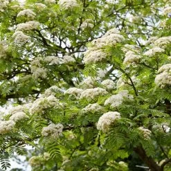 Copper Kettle' Rowan Tree | Sorbus -Roots Plants ORN0267 3 c4fd3fca 4260 46ec aec2 03ae23afc35b