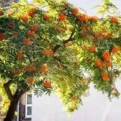 Copper Kettle' Rowan Tree | Sorbus -Roots Plants ORN0267 5 889ea2e8 fe4c 4c61 935d 4318cd394cbc