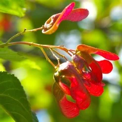 Tatarian Maple | Acer Tataricum 'Hotwings' -Roots Plants ORN0278 4 2885856e bb9a 4ef8 962b 93b0ddd73361