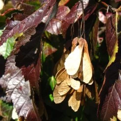 Tatarian Maple | Acer Tataricum 'Hotwings' -Roots Plants ORN0278 5 2f77771d bb4c 4416 bbc0 dc387bce8adc