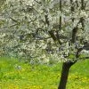UK Native Wildlife-Friendly Cherry Blossom Tree | Prunus Avium 2 UK Native Wildlife-Friendly Cherry Blossom Tree | Prunus Avium -Roots Plants ORN0312 1