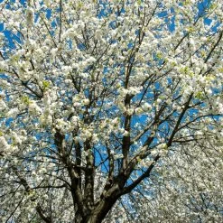 UK Native Wildlife-Friendly Cherry Blossom Tree | Prunus Avium -Roots Plants ORN0312 2