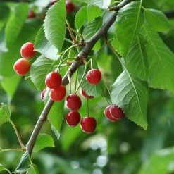 UK Native Wildlife-Friendly Cherry Blossom Tree | Prunus Avium -Roots Plants ORN0312 5
