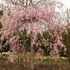Pink Weeping Winter Flowering Cherry Tree | Prunus Subhirtella 'Pendula Rosea' -Roots Plants ORN0352 1