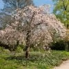 Pink Weeping Winter Flowering Cherry Tree | Prunus Subhirtella 'Pendula Rosea' -Roots Plants ORN0352 2 c8424f29 87cd 4e0f 8d1b 6451d351a1a2