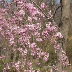 Pink Weeping Winter Flowering Cherry Tree | Prunus Subhirtella 'Pendula Rosea' -Roots Plants ORN0352 3